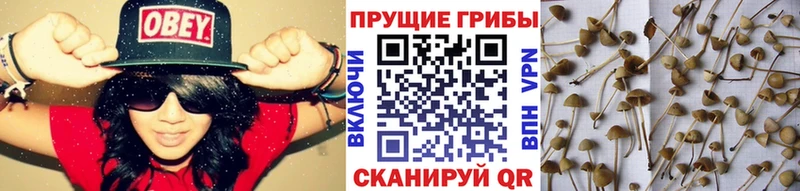 где продают   Пойковский  Галлюциногенные грибы мицелий 